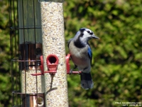 14271CrLe - Blue Jay  at our feeder  Peter Rhebergen - Each New Day a Miracle